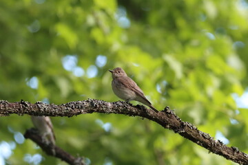 bird on a branch, flycatcher