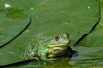 Marsh frog - Broasca mare de lac - Pelophylax ridibundus