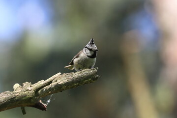 crested tit on a branch, polish wild nature