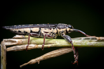 Long-nosed weevil on plant.