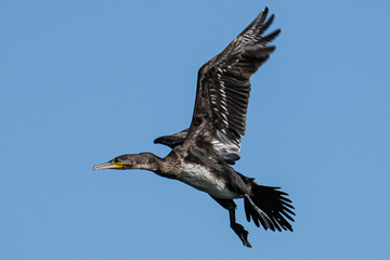 Great cormorant - Cormoran mare - Phalacrocorax carbo