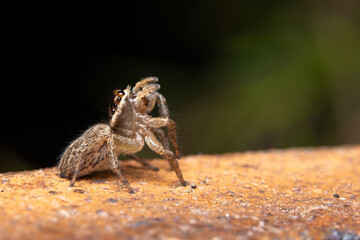 spider on the ground