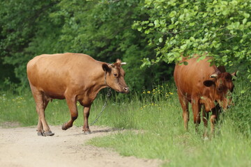 two brown cows on the road, poland