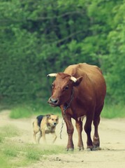 Naklejka na ściany i meble cow running away from the dog, Poland
