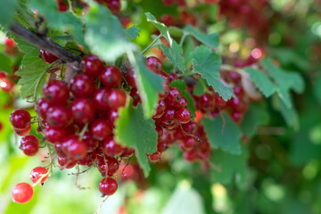 Ripe red currant berries hang on the bush.
