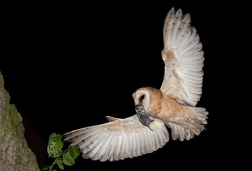 Tyto alba Płomykówka Barn owl © Slawomir