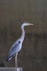 great blue heron ardea cinerea