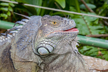 The green iguana, also known as the American iguana, is a large, arboreal, mostly herbivorous species of lizard of the genus Iguana.