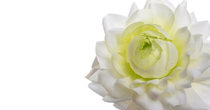 Beautiful white ranunculus flower opening on white background. Wedding, Valentines Day, Mothers Day concept. Holiday, love, birthday design backdrop with place for text or image.  
