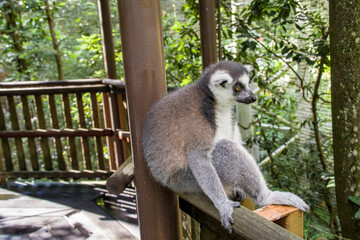 A Ring-tailed lemur (Lemur catta) lean on the pillar, sitting like a human being. 
It is a large strepsirrhine primate and the most recognized lemur due to its long, black and white ringed tail. 
