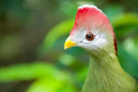 The red-crested turaco (Tauraco erythrolophus) is a turaco, a group of African Otidimorphae birds. It is a frugivorous bird endemic to western Angola. 