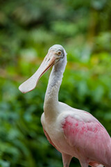 The roseate spoonbill is a gregarious wading bird of the ibis and spoonbill family. 
It is a resident breeder in South America.
Adults have a bare greenish head and a white neck, back and breast 