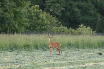 roe deer in the field, Polish wild nature