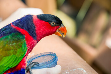 The purple-naped lory (Lorius domicella) is a species of parrot in the family Psittaculidae.
It is considered endangered, the main threat being from trapping for the cage-bird trade.