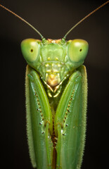 green praying mantis