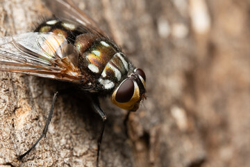 close up of a fly