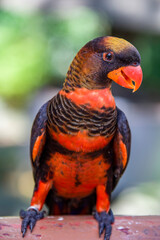 The dusky lory (Pseudeos fuscata) is a species of parrot in the family Psittaculidae. 
It is found in New Guinea and the offshore islands.
 It is mainly brown and has a whitish back and rump. 