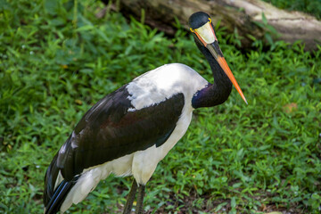 The saddle-billed stork  (Ephippiorhynchus senegalensis) is a large wading bird in the stork family, Ciconiidae. It is a widespread species which is a resident breeder in sub-Saharan Africa