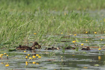 a duck on the river with its offspring