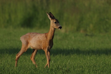 Naklejka na ściany i meble roe deer in the field, Polish wild nature