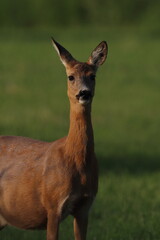 roe deer in the field, Polish wild nature