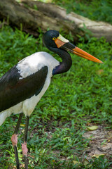 The saddle-billed stork  (Ephippiorhynchus senegalensis) is a large wading bird in the stork family, Ciconiidae. It is a widespread species which is a resident breeder in sub-Saharan Africa
