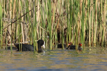 coot duck with young, animal family on the lake,Poland