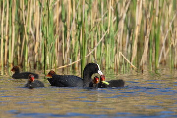 coot duck with young, animal family on the lake,Poland