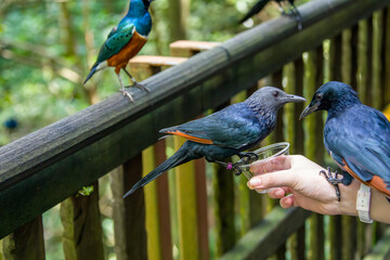 A female Red-winged starling closeup image.
A bird of the starling family Sturnidae native to eastern Africa. An omnivorous, generalist species, it prefers cliffs and mountainous areas for nesting