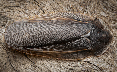 Macro of bush cockroach