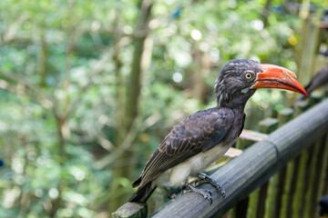 Obraz premium The crowned hornbill (Lophoceros alboterminatus) is an African hornbill. It forages mainly in trees, where it feeds on insects (often caught in flight), small rodents, small reptiles, seeds and fruits