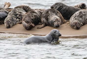 Halichoerus grypus foka szara Grey seal