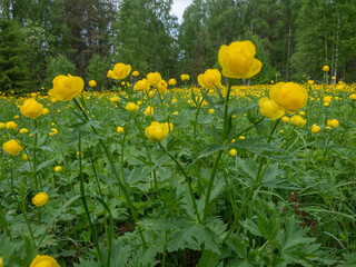 Yellow flowers of Trollius europaeus in the forest on a sunny day