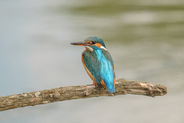 Pescaras albastru - Kingfisher - Alcedo atthis