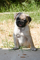 Fototapeta premium the portrait of a beautiful 2 month old pug, mop, puppy, with smooth light beige hair, looks happy but also with wonder. countryside, Greece