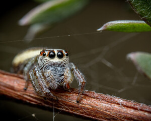 jumping spider on a leaf