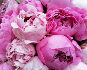 Peonies flowers of pink color. Design of covers, postcards, prints