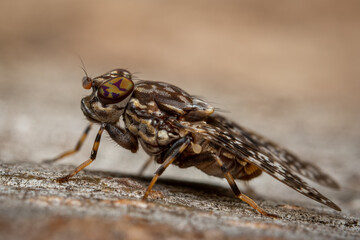 macro of a fly