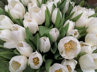 Delicate white tulips. Beautiful greeting card. Gift, tulips in the garden,