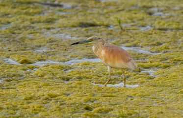 Squacco Heron, Male, Ardeola ralloides feeding along a mud bed near a river, Andalucia, Spain.