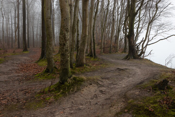 Fototapeta na wymiar Haunted forest with bare tree trunks in winter in the mist.