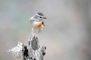 Pardalote