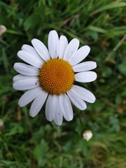 Obraz premium Nature