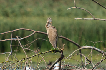 Squacco heron - Strarc galben - Ardeola ralloides