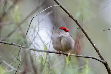 Red-browed finch