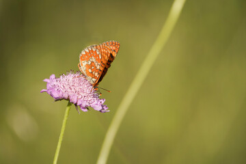 Marsh fritillary, Euphydryas aurinia Beckeri, Spain, Europa.
