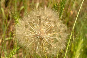 Fototapeta premium Italy Tuscany Grosseto Maremma, trekking excursion in the Marremman landscape, field flowers Hikers and insects