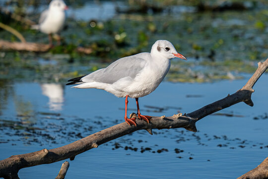 Black headed gull - Pescarus razator - Chroicocephalus ridibundus