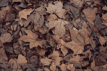 dry oak leaves