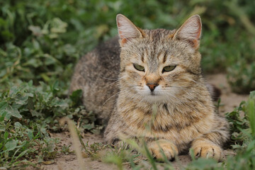Naklejka na ściany i meble A brown tabby cat lies in the grass. Pet.